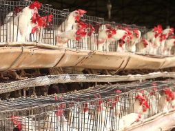 El impacto actual de la gripe aviar ha descontado ya 2.5 millones de aves de un total de 90 millones que se tienen en Jalisco. ARCHIVO  /