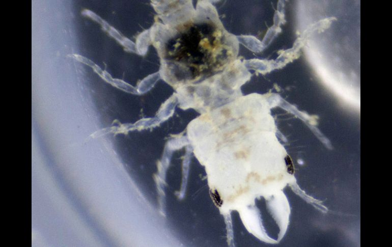 Un pequeño parásito descubierto en el Caribe oriental llevará el nombre del mítico cantante y guitarrista jamaiquino Bob Marley. AP  /