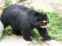 El oso andino es llamado también oso de anteojos. ESPECIAL  /