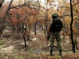 El área aproximada a plantar árboles es entre 500 y 700 hectáreas.  /