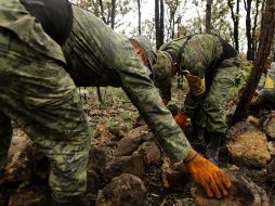 Los árboles provienen de los viveros del Ejército de Jamay y Ameca. Se trata de dos variedades de pinos  /