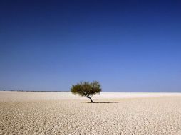 LaFever caminó unos 80 kilómetros y se alimentó únicamente de raíces y ranas. ARCHIVO  /