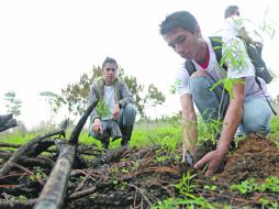 La primera parte de la rehabilitación del bosque consistió en dejar que sane el suelo de la zona quemada en abril.  /