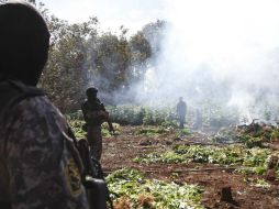 Los cultivos se extendía en aproximadamente 20 mil metros cuadrados. ARCHIVO  /