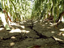 Parcelas de maíz afectadas por la sequía. REUTERS  /