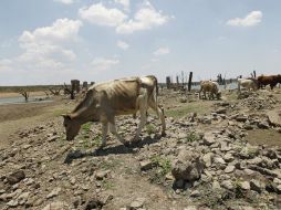 La sequía que afectó el oeste de Norteamérica de 2000 a 2004 fue la peor en 800 años. ARCHIVO  /