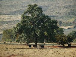 Los resultados del estudio paracen indicar que la naturaleza es más consciente que el hombre mismo. ARCHIVO  /