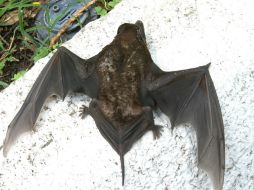 Estudian poblaciones de la Amazonía peruana en riesgo de contraer la rabia de los murciélagos vampiro. ARCHIVO  /