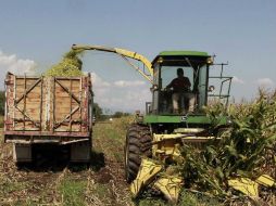 Plantean que se deben identificar las distintas problemáticas del agro mexicano. ARCHIVO  /