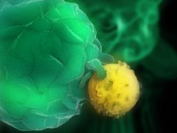 La investigación se centra en células dendríticas derivadas de la médula ósea. ESPECIAL ID  /