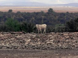 Sequía. Se anticipa una escasez de ganado en los próximos dos años, ya que las vacas están dejando de producir becerros. ARCHIVO  /