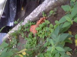 Aunque se confirmó que se trataba de la réplica de un pie humano, la pieza fue recogida por las autoridades.  /