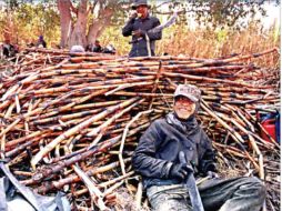 Las tecnologías que se aplican actualmente en la industria azucarera son un factor para que el precio se haya incrementado en el país.  /