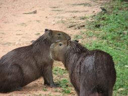Los capibara son los roedores más grandes del mundo, del tamaño de un perro medio (las crías) o de un cerdo (los adultos). ESPECIAL  /