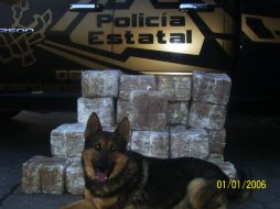 El perro policía Back ayudaba a la detección de droga y formaba parte de la SSPR. ESPECIAL  /