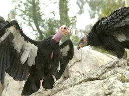 Algunos ejemplares del Cóndor de California son monitoreados constantemente para su protección. ARCHIVO  /