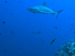 Se identifica hasta 20 tiburones y nueve rayas de la región en situación de vulnerabilidad. ARCHIVO  /