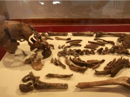 El material óseo encontrado será sometido a estudios de antropología física. ARCHIVO  /