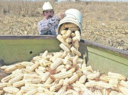 Mercado desordenado.- Los productores de maíz cuestionan el esquema de coberturas del cereal. ARCHIVO  /