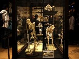 Algunos de los vestigios que se presentan en la muestra y que el científico observó para desarrollar su teoría. ESPECIAL  /