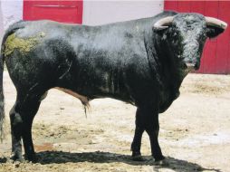 Tarde de novillos. Astado de la ganadería de Caparica marcado con el número 40, que será lidiado hoy.  /