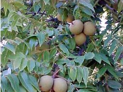 En cinco años la producción de nueces podría llegar a las 20 mil toneladas. ESPECIAL  /