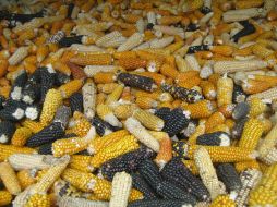 La mayor incidencia de toxicidad en el maíz ocurre en los estados con características climáticas cálidas y húmedas. ID  /