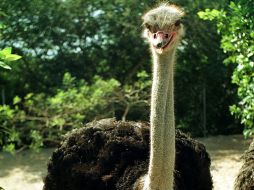 De un avestruz adulto se pueden obtener 60 kilogramos de carne. ARCHIVO  /