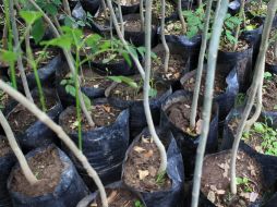 Consiguieron donación de árboles  para reforestar el camellón de Avenida Acueducto. ARCHIVO  /