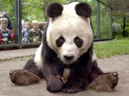 El panda Bao Bao fue obsequiado a Berlín por el gobierno de China en 1980. AFP  /