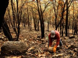 Los recursos permitirán labores en beneficio de las 30 mil 500 hectáreas del polígono de protección. ARCHIVO  /