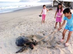 Tortugas muertas fueron encontradas en las playas. ESPECIAL  /