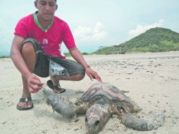 Desastre ecológico. En Playa Brasil, aparecieron unas 10 tortugas muertas bañadas en chapopote. EL UNIVERSAL  /