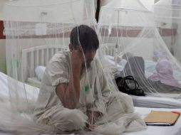 El dengue es transmitido por el mosquito Aedes agypti, que se reproduce en agua estancada. ARCHIVO  /