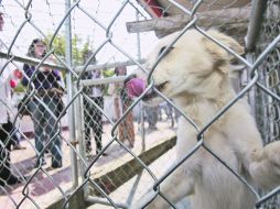 FAUNA DE LABORATORIO. Los legisladores rechazaron la experimentación de especies en el nivel básico de educación.  /