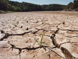 A consecuencia de la sequía, tanto el maíz como la soja alcanzaron precios récord históricos el mes pasado. ARCHIVO  /