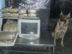 Fueron los elementos del Escuadrón Canino quienes localizaron la droga. ESPECIAL  /