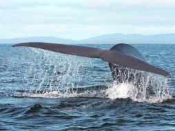 Por diez. En 1966 se calculaba en mil, las ballenas en costas de Brasil. Ahora se estima existen 10 mil.  ESPECIAL  /