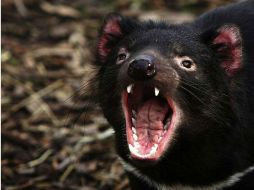 El demonio de Tasmania está incluido en el listado nacional de Australia de animales en peligro de extinción. ESPECIAL  /