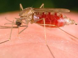 El mosquito anopheles suele ser el vehículo transmisor del paludismo. ESPECIAL  /