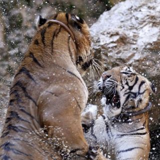 En Tailandia liberan a seis tigres enjaulados en la azotea de un edificio