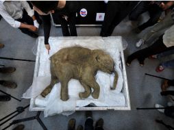 De ser positivos los resultados revolucionarían la ciencia animal. AFP  /