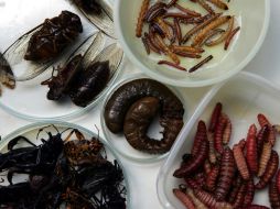 Los insectos comparten con los mamíferos un eslabón evolucionario en la forma que controlan la temperatura del cuerpo. ARCHIVO  /