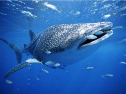 La intención es que se realice una actividad de turismo ordenada. ESPECIAL  /