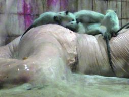 El estadounidense Arturo Vidich presentará The Daedalus Effect and other dilemas en el Festival Internacional de Arte Digital. ESPECIAL  /