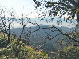 El bosque de la Primavera tiene una extensión de alrededor de 35 mil hectáreas.  /