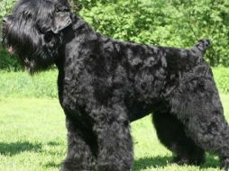 El Ruso, como se llama el perro, es un terrier ruso de tres años de edad. EL UNIVERSAL  /