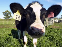 Daisy nació sin cola lo que ha provocado diferentes reacciones. EFE  /