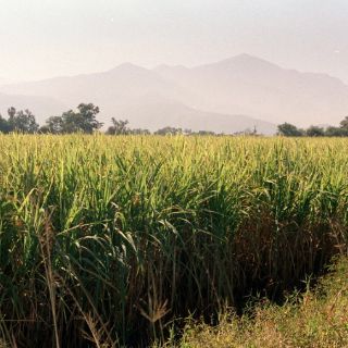 La cosecha de caña aumenta en Tamazula