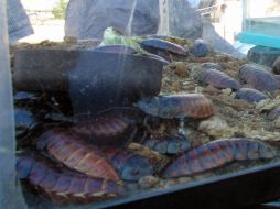 Algunas personas tienen alergia a las cucarachas pero no hay toxinas en las cucarachas ni otros insectos similares. ARCHIVO  /